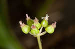 Dwarf ginseng